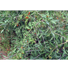 Hot Sell Black Goji berry plants seedling